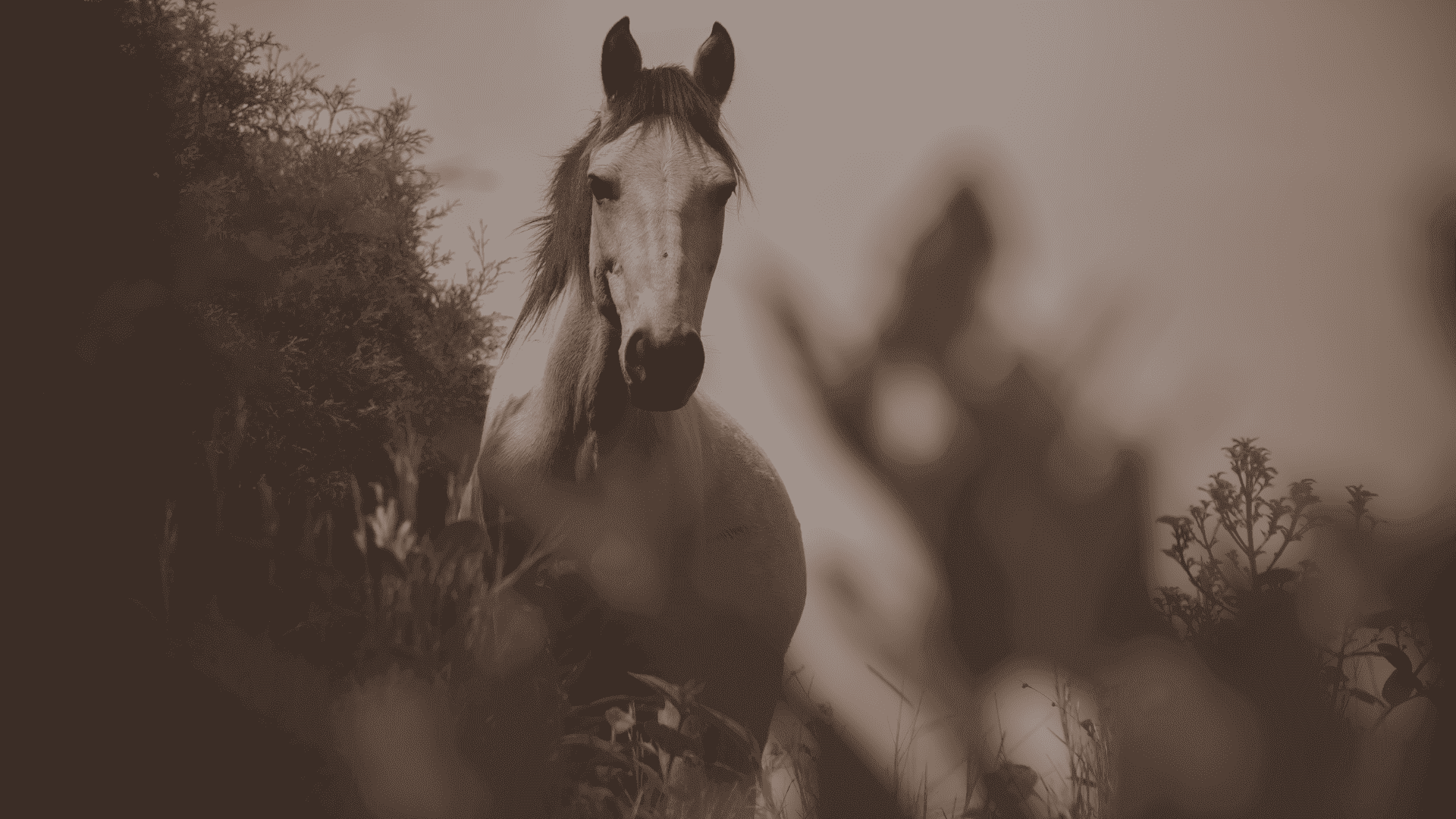 Caballos background